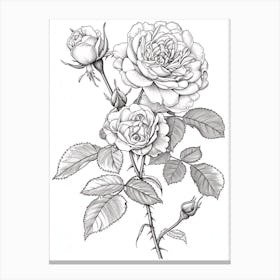 Roses Sketch 38 Canvas Print
