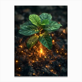 Firefly Plant Canvas Print