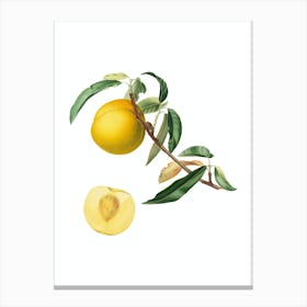 Vintage Peach Botanical Illustration on Pure White n.0171 Canvas Print