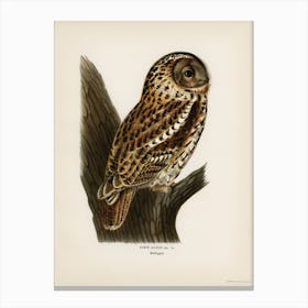 Strix Aluco (Tawny Owl), The Von Wright Brothers Canvas Print