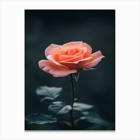 Pink Rose 27 Canvas Print