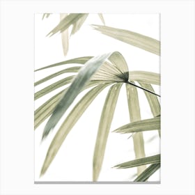 Transparent Palm Canvas Print