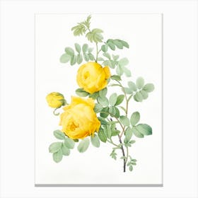 Yellow Roses Canvas Print