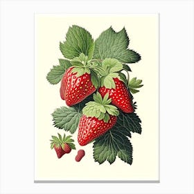 June Bearing Strawberries, Plant, Vintage Botanical Drawing 2 Canvas Print