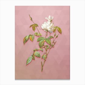 Vintage White Bengal Rose Botanical Art on Crystal Rose n.0430 Canvas Print