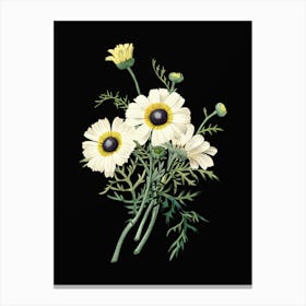 Vintage Chrysanthemum Botanical Illustration on Solid Black n.0772 Canvas Print