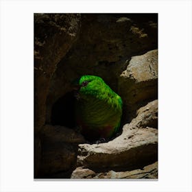 Parrot Canvas Print