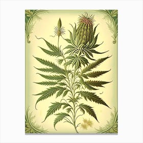 Hemp Herb Vintage Botanical Canvas Print