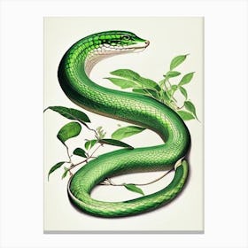 Cuban Green Snake 1 Vintage Canvas Print