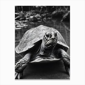 Turtle In Black And White Canvas Print