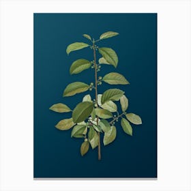 Vintage Alder Buckthorn Botanical Art on Teal Blue n.0539 Canvas Print