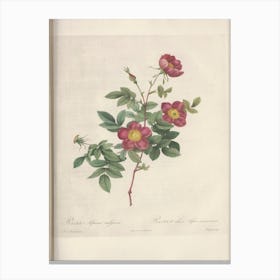 Rose Illustration, Pierre Joseph Redoute (59) Canvas Print