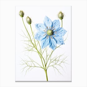 Pressed Flower Botanical Art Love In A Mist Nigella 5 Canvas Print