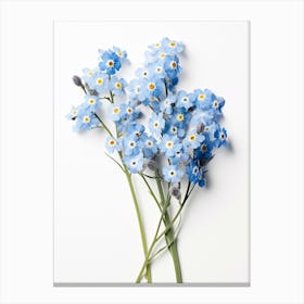 Pressed Wildflower Botanical Art Forget Me Not 1 Canvas Print