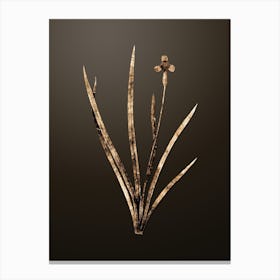 Gold Botanical Iris Martinicensis on Chocolate Brown n.2724 Canvas Print