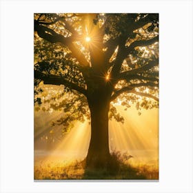 Sunbeams Through A Tree Canvas Print