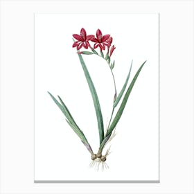 Vintage Gladiolus Cardinalis Botanical Illustration on Pure White n.0762 Canvas Print