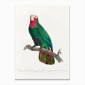The Cuban Amazon (Amazona Leucocephala) From Natural History Of Parrots, Francois Levaillant Canvas Print