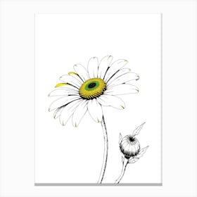 Daisy 4 Canvas Print