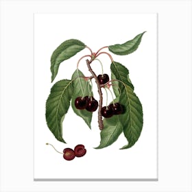 Vintage Hard Fleshed Cherry Botanical Illustration on Pure White n.0222 Canvas Print