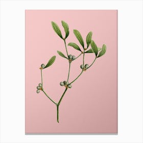 Vintage Viscum Album Branch Botanical on Soft Pink n.0912 Canvas Print