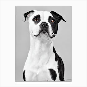 American Staffordshire Terrier B&W Pencil dog Canvas Print