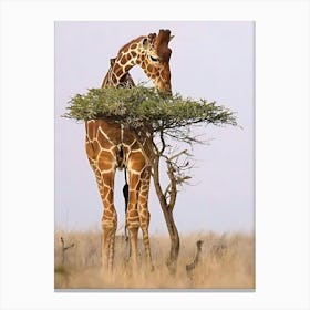 Giraffe Eating Tree Canvas Print