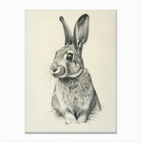 Dutch Rabbit Drawing 4 Canvas Print