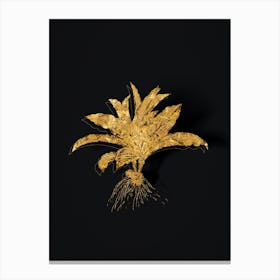Vintage Kaempferia Angustifolia Botanical in Gold on Black Canvas Print
