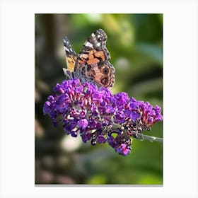 Butterfly On Purple Flower Canvas Print