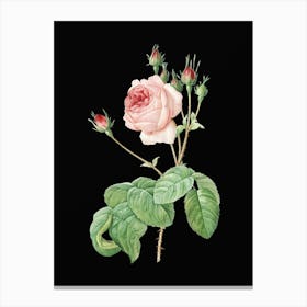 Vintage Cabbage Rose Botanical Illustration on Solid Black n.0632 Canvas Print
