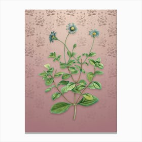 Vintage Blue Marguerite Plant Botanical on Dusty Pink Pattern n.0154 Canvas Print