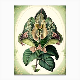 Orchid Leaf Vintage Botanical 3 Canvas Print