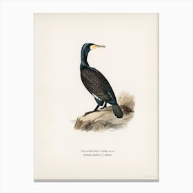 Great Cormoran, The Von Wright Brothers Canvas Print