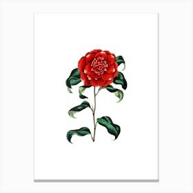 Vintage Reeves's Crimson Camellia Botanical Illustration on Pure White n.0969 Canvas Print