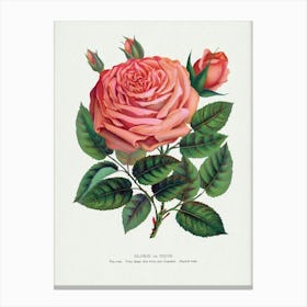 Vintage Botanical Pink Rose, Glorie De Dijon Lithograph Art Print _2697909 Stampe su tela