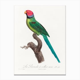 The Rose Ringed Parakeet From Natural History Of Parrots, Francois Levaillant Canvas Print