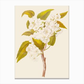 Cherry Blossoms 1 Canvas Print