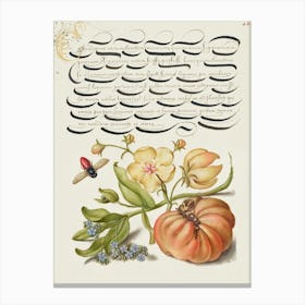 Insect, Moth Mullein, Forget Me Not, And Tomato From Mira Calligraphiae Monumenta, Joris Hoefnagel Canvas Print