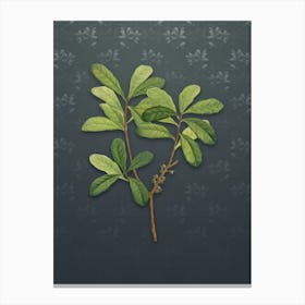 Vintage Northern Bayberry Botanical on Slate Gray Pattern Canvas Print