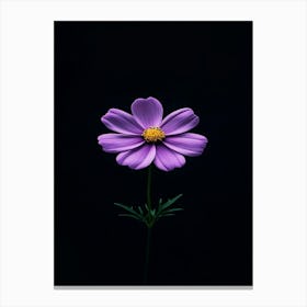 Purple Cosmos Flower 1 Canvas Print