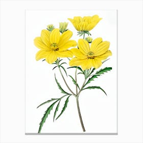 Yellow Cosmos Canvas Print