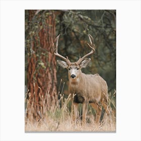 Arizona Trophy Mule Deer Canvas Print