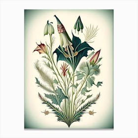 Arrowhead Wildflower Vintage Botanical Canvas Print