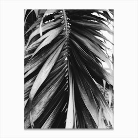 Palm Leaf In Black And White 1 Canvas Print