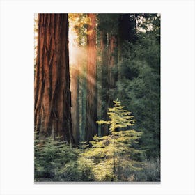 Redwood Forest Scenery Canvas Print