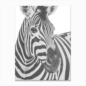 Zebra Canvas Print