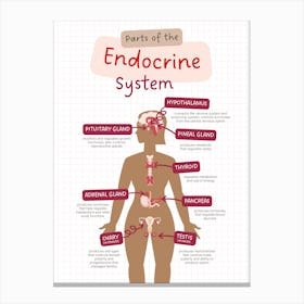Parts Of The Endocrinine System Canvas Print