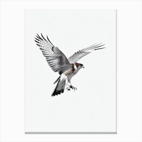 Red Tailed Hawk B&W Pencil Drawing 2 Bird Canvas Print