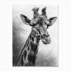 Giraffe In The Grass Pencil Drawing 9 Canvas Print